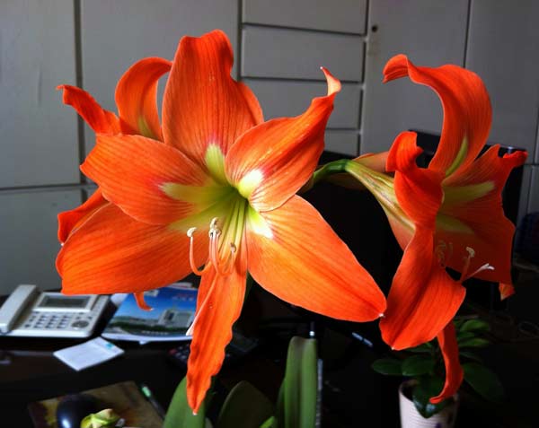 朱頂紅