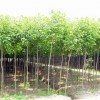 供應米徑2公分重陽(yáng)木小苗
