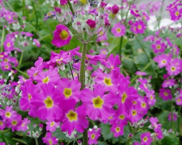 櫻花草怎么養