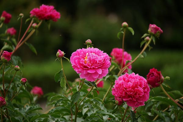 芍藥花怎么養