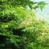 供應合歡種子