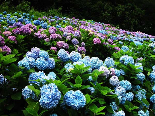 繡球花怎么養