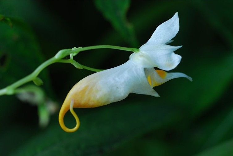 龍蝦花圖片