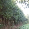 供應地徑1公分杜英·2公分杜英·3公分杜英小苗
