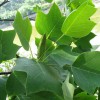 馬褂木小苗多少錢(qián)一棵？