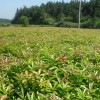 木荷小苗多少錢(qián)一棵？