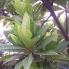 杜英小苗多少錢一棵？