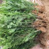 紅豆杉小苗多少錢(qián)一棵？
