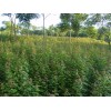 供應一年生三角楓小苗·高度1米三角楓小苗