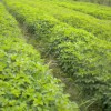 供應2年生重陽(yáng)木小苗·地徑2公分3公分重陽(yáng)木小苗