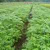 供應地徑2公分無(wú)患子小苗·高度2米無(wú)患子小苗