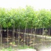 供應重陽木小苗·直銷批發1-2-3公分重陽木小苗