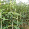供應1-2公分桂花小苗·1-2米桂花小苗·直銷桂花當年小苗