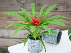 如何養(yǎng)花？五大常識教給你！