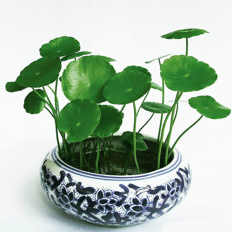 銅錢草