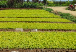 重罰115萬(wàn)！沭陽(yáng)查辦2起花木種苗網(wǎng)絡(luò)交易違法案件