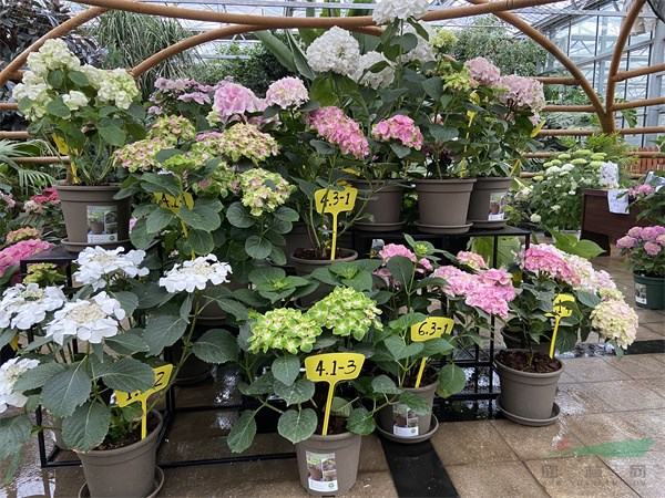 新優繡球花品種同臺比美 - 復件.jpg