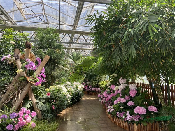花大色艷的繡球花營造的展區景觀 - 復件.jpg