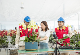 國網沭陽縣供電公司：花卉直播電商忙 傾情服務用電穩