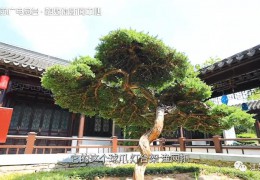 省廣電總臺《游遍江蘇》欄目走進花鄉沭陽