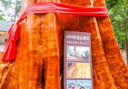 一棵金絲楠樹能值2.5億？樹苗才12元，為什么沒人去種呢？