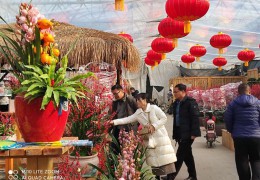 年宵季將至，青州花卉市場表現如何？